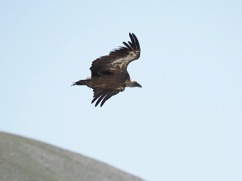 Incontro col Grifone (Gyps fulvus )